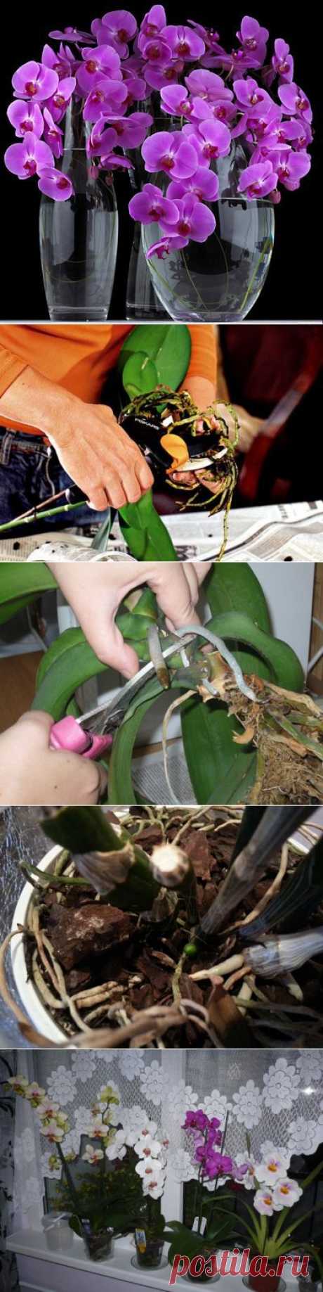Уход за орхидеей фаленопсис в домашних условиях.(собственный опыт) | ЖЕНСКИЙ МИР
