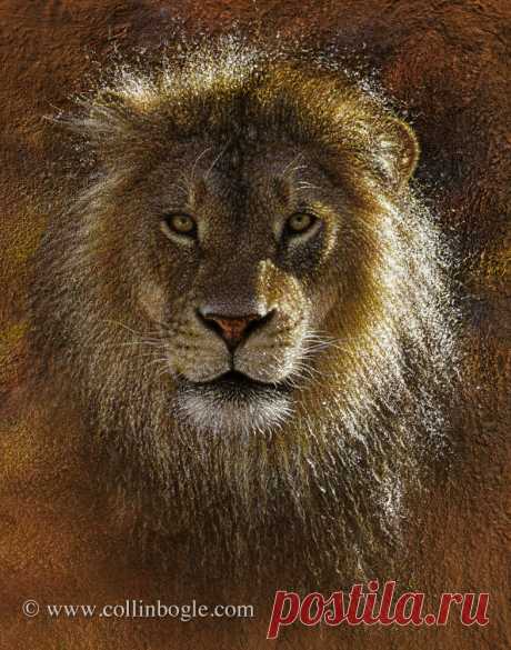 Face Off - Lion Painting, Hand Signed Lion Art Print by Collin Bogle – Collin Bogle Nature Art