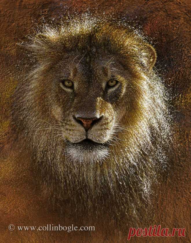 Face Off - Lion Painting, Hand Signed Lion Art Print by Collin Bogle – Collin Bogle Nature Art