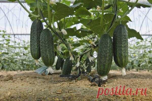 Подкормка огурцов: виды, формы и режимы подкормок
