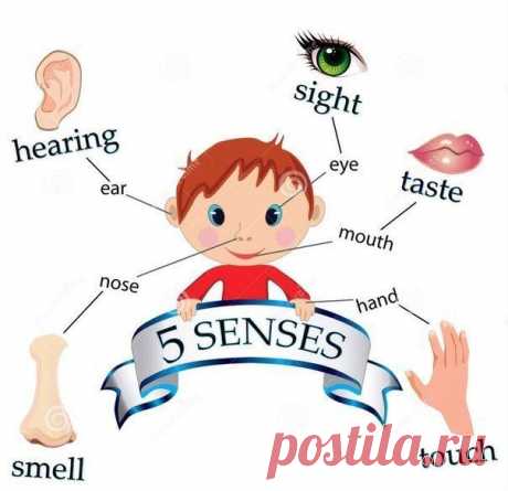 Чувства - Senses | Учите Английский язык. Learn English