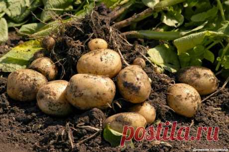 Глупые ошибки: из-за которых урожай вашего картофеля становится очень маленьким | Дневник садовода | Яндекс Дзен