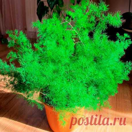 Комнатное растение Аспарагус (лат. Asparagus). Длинные изящные и нежные побеги аспарагусов (спаржи) часто используются в цветочных аранжировках и для украшения букетов. Любопытно, что перистые &quot;листья&quot; аспарагусов являются их видоизмененными стеблями, сами же листочки редуцированы до крошечных буроватых чешуек. Аспарагусы нетребовательны к влажности и нередко выращиваются как подвесные, ампельные растения. Существует много сортов аспарагусов, выведенных в результате селекции.