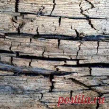 Чем обработать древесину от гниения | Дачные дела