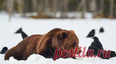 В Нижегородской области рассказали о численности медведей в лесах. В Министерстве лесного хозяйства Нижегородской области назвали количество медведей, обитающих в регионе. Читать далее