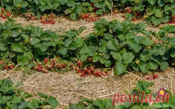 Чтобы клубника удивляла своими размерами – кормлю ее молоком