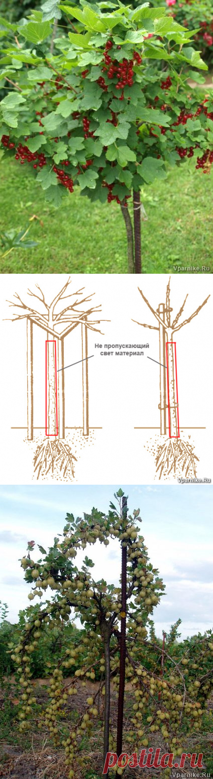 Штамбовая смородина как вырастить пошагово с фото