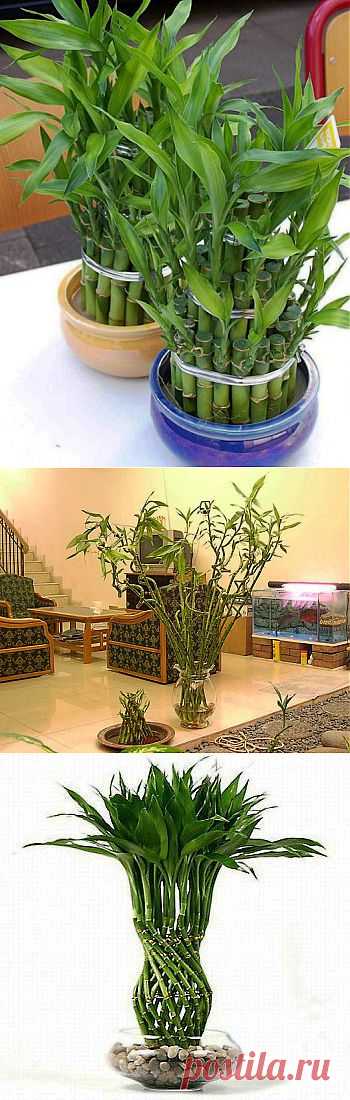 (+1) тема - Счастливый бамбук - интересное растение приносящее удачу | НАРОДНЫЕ ПРИМЕТЫ