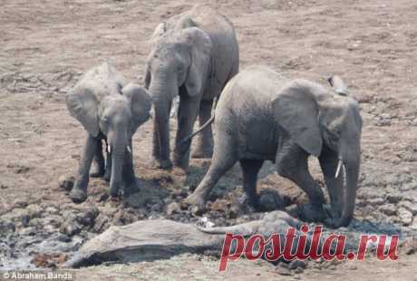 Спасение слонов из грязевой ямы
Слониха и маленький слоненок провалились в глубокую грязевую яму в Замбии. Но люди не оставили несчастных животных в беде и помогли им выбраться, правда для этого понадобился трактор.