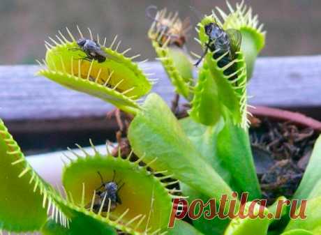 Комнатное растение Венерина мухоловка (Dionaea). Венерина мухоловка - одно из самых любопытных насекомоядных растений. Ее украшенные зубчиками листья быстро закрываются, когда внутрь попадает крылатая жертва. Родина растения - теплые болота Северной Америки. К сожалению, в комнатных условиях мухоловки долго не живут, обычно они имеют декоративный вид лишь с весны до лета. Однако недолгий срок их существования с лихвой окупается любопытными впечатлениями от содержания столь необычного растения.