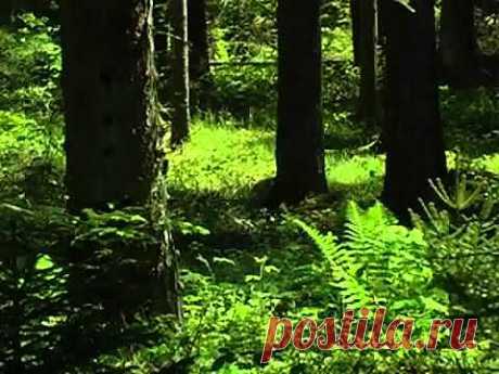 Музыка природы. Живой лес.mp4 - YouTube