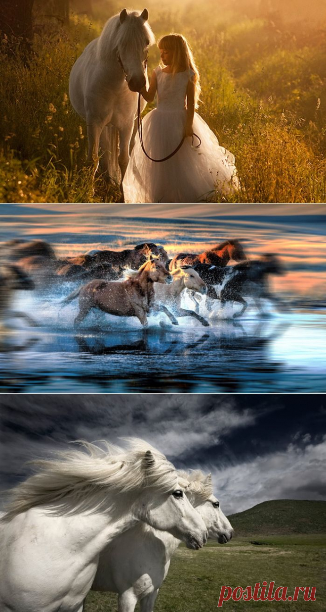 Идеальные фотографии лошадей - грация, краса и сила ...