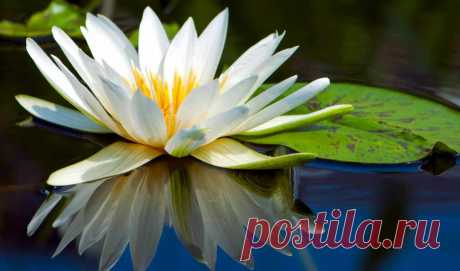 Обои lotus, цветы, water , раздел Цветы, размер 2880x1800 Wide Retina -  картинку на рабочий стол и телефон