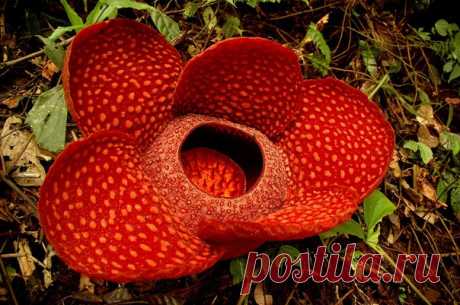 Самый большой цветок. 

Раффлезия Арнольда - гигантское растение, цветущее одиночными цветками, которое может иметь 60-100 см в диаметре и весить более 8-10 кг. 
Как много в мире удивительного!