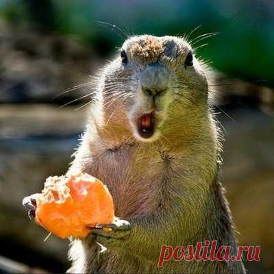 ebHdygaj_400x400.jpg (Изображение JPEG, 400 × 400 пикселов) | природа ...