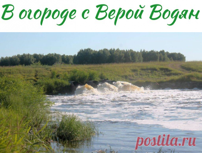 О климатической цикличности. Для дачников, рыболовов и грибников - В огороде с Верой Водян