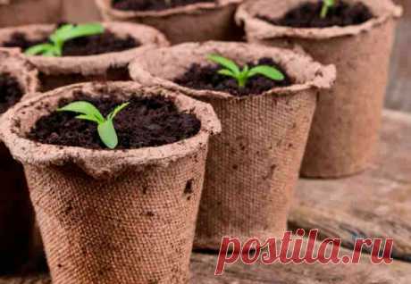 О чем нужно помнить, выращивая рассаду в торфяных горшочках | ДАЧНЫЕ СОВЕТЫ | Яндекс Дзен