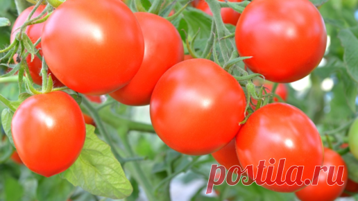 Эти 4 раннеспелых томата завалят урожаем. Рассказываю про сорта, которые стоит посадить: ультраскороспелый, сибирский скороспелый, аляска | Елена сад и огород | Дзен
