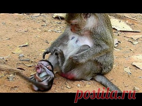 Break Heart When See Baby Hurt, Why Bad Mum Fight Baby Monkey Cry Very Loudly?
