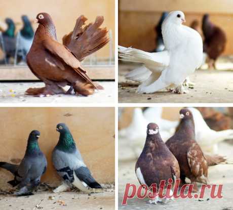Породы домашних голубей: каталог с названиями, описанием и фото