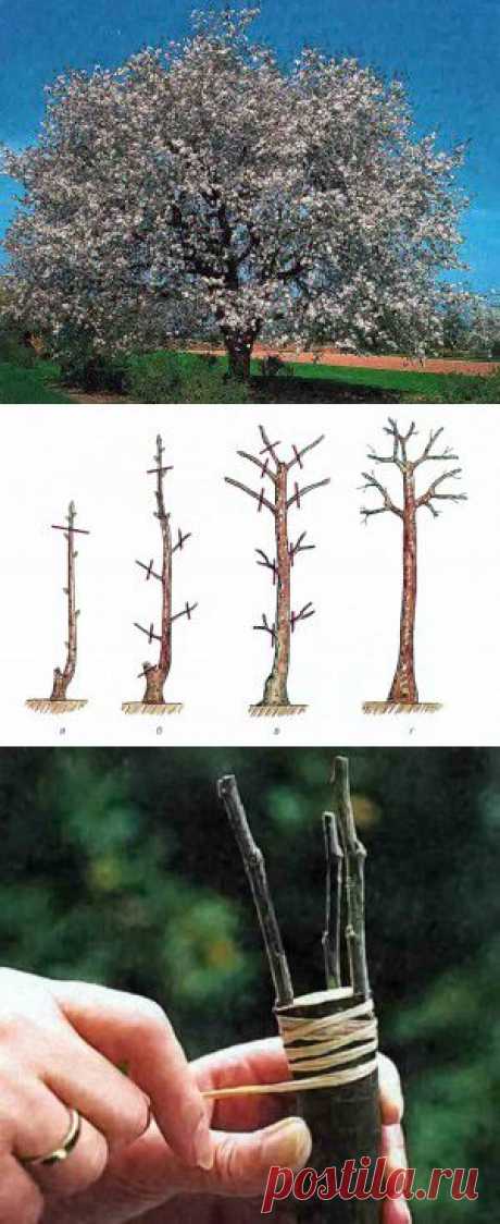 Формирование штамбов плодовых деревьев | Дача - впрок