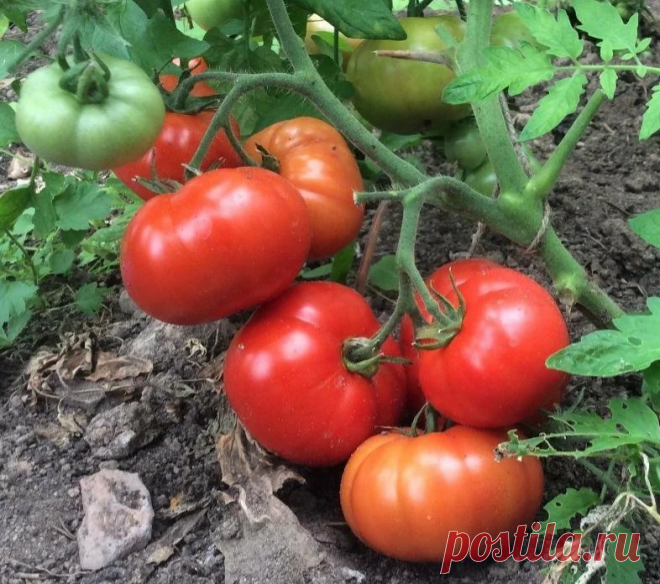 +++4 подкормки без которых «нельзя» получить большой урожай томатов! | Твоя Дача | Яндекс Дзен