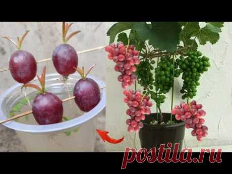 Best Skills how to grow Grape tree from grape fruit in water