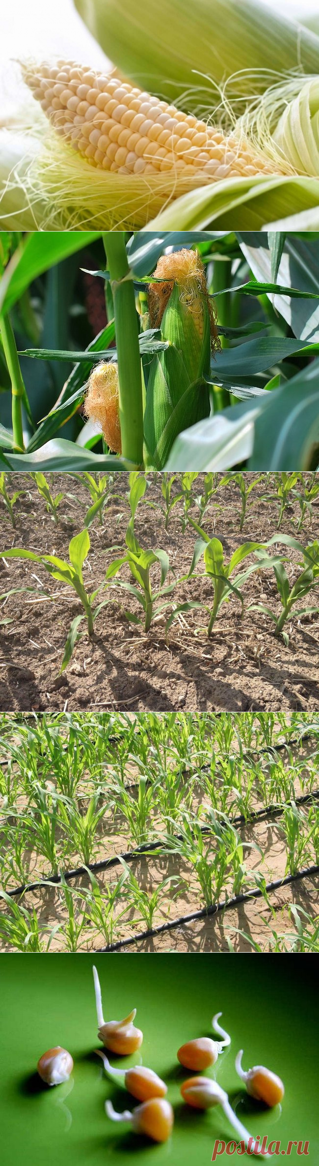В каком месяце сажают кукурузу. Технология посадки кукурузы. Кукуруза в огороде ростки. Посадка кукурузы в открытый грунт. Посадка кукурузы в открытый грунт семенами.