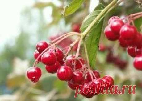 Калина ягода полезные свойства, рецепты | Блог Елены Шаниной