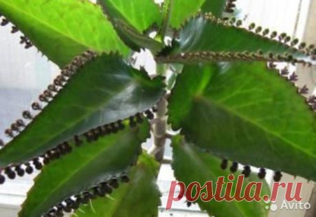 Каланхоэ (лечебное растение) купить в Ханты-Мансийском АО на Avito — Объявления на сайте Avito