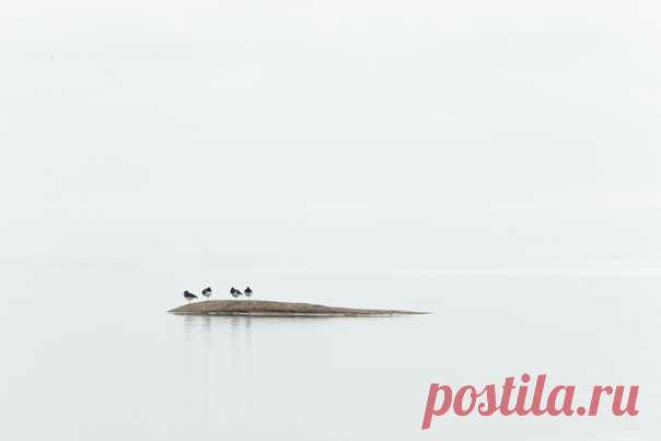 Запечатлённые с берега Белого моря птицы, мирно ютящиеся на небольшом островке во время отлива. Снимал Александр Рогатин: nat-geo.ru/community/user/231208