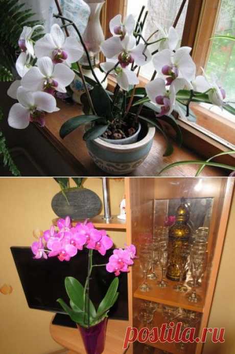 Чтобы обильно цвели орхидеи - Садоводка