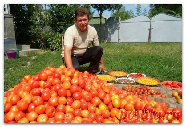 Волшебный бальзам для роста помидоров от садовода-огородника Владимира Андриянина