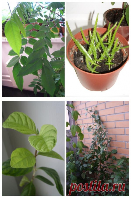 9 растений, которые можно вырастить дома из косточек: финик, персик, пассифлора, фейхоа, кофе, питахайя
