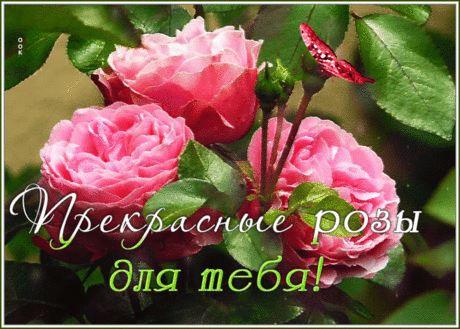 Открытка хорошему человеку красивые цветы - Скачать бесплатно на otkritkiok.ru