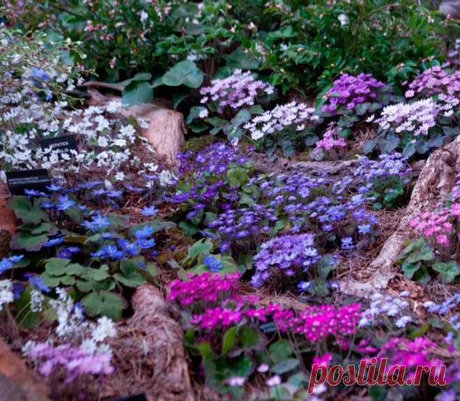 Многолетний садовый цветок Печеночница (Hepatica). Приземистый ...