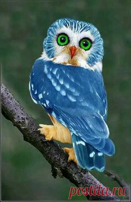 Голубая филиппинская сова.
