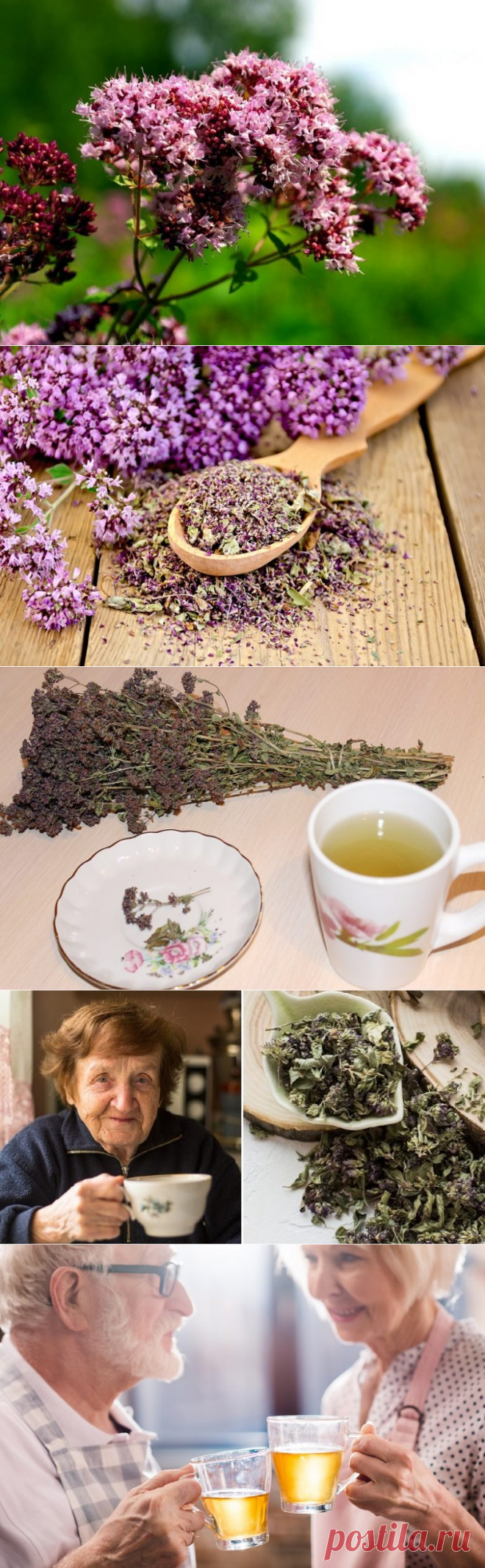 Польза чая с душицей / Будьте здоровы