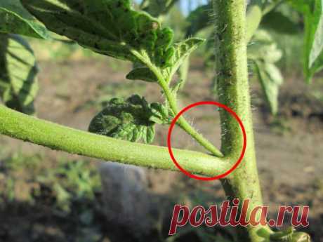 Выращивание помидоров в теплице – секреты обильного урожая | На грядке (Огород.ru)