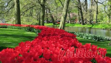 Парк цветов Кёкенхоф, весна 2019 Просто красивые сады: Парк цветов Кёкенхоф, весна 2019. Получасовая видеопрогулка по голландскому парку&nbsp;Кёкенхоф. Звуковое сопровождение - окружающая действительность.Парк&nbsp;Кекенхоф является,&nbsp;пожалуй,&nbsp;самым красивым в мире весенним парком. Он находится в городе Лиссе (провинция Южная Голландия, Нидерланды) и является очень популярной&nbsp;среди&nbsp; туристов достопримечательностей Нидерландов -&nbsp;более миллиона посети...