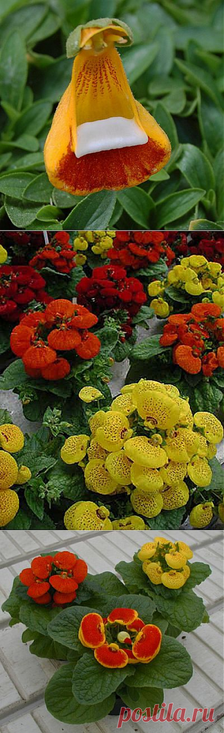 Кальцеолярия лат Calceolaria - декоративно цветущие растения - декоративно цветущие растения - Каталог статей - цветы фото, комнатный цветок