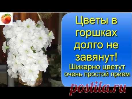 Цветы шикарно будут цвести и долго не завянут The flowers will bloom splendidly