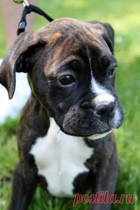 A Boxer Named Remy | This little cute boxer puppy was at an … | Flickr
