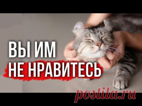 Язык тела кошек:  5 признаков того, что кошка вас недолюбливает
