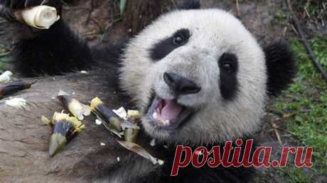 40 милых и очаровательных фотографий панды