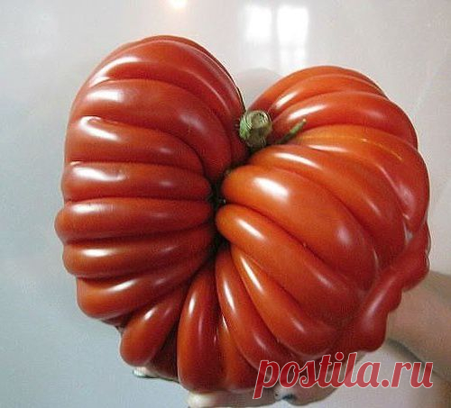 10 ПРАВИЛ при выращивании томатов!