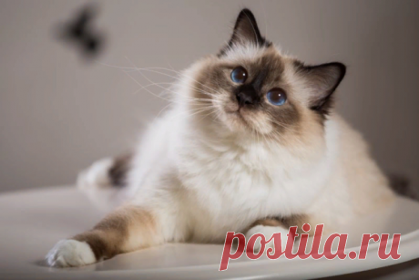 😻ТОП-5 «самые красивые кошки в мире» | Нос, хвост, лапы | Яндекс Дзен