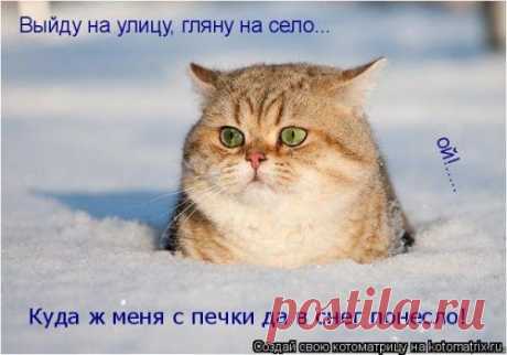 Котоматрица - лучшее за неделю.