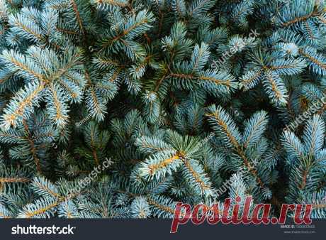 Стоковая фотография «Branches Blue Spruce Background Blue Spruce» (редактировать), 1566833605