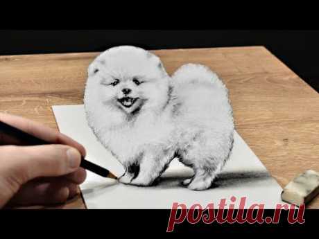 Нарисуй 3Д Рисунок Как нарисовать Собаку Померанский Шпиц